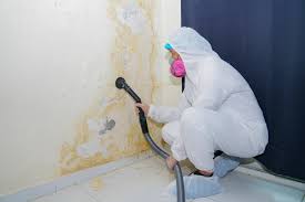 Professional Mold Remediation in Eleanor, WV